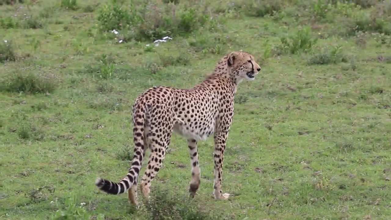 Whe you Tanzania Safari in Ndutu South Serengeti Makasa Tanzania Safari