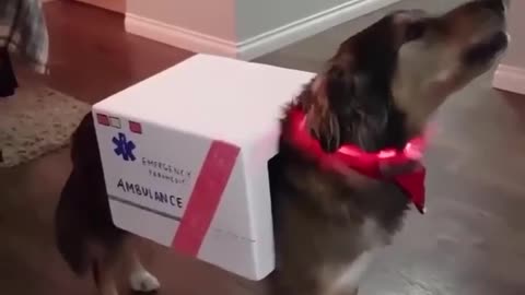 Ambulance funny dog vadio