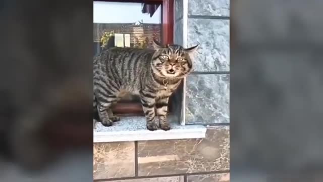 Funny cute cat