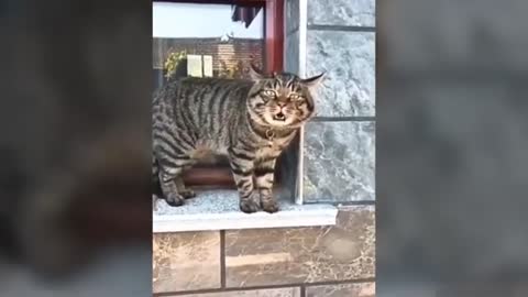 Funny cute cat