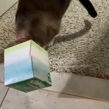 Funny Cat with box on his head