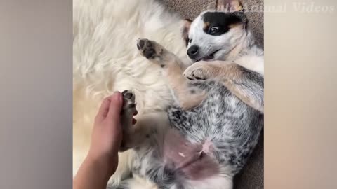 Cute animal video 4 [dogs]