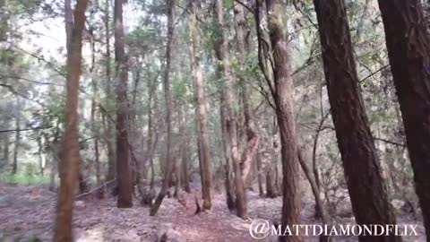 Karura Forest in Nairobi, Kenya| World's Biggest City Forests, Surviving Deforestation, Mau Mau Hideout