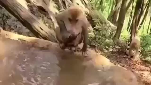 Monkey cleans his son