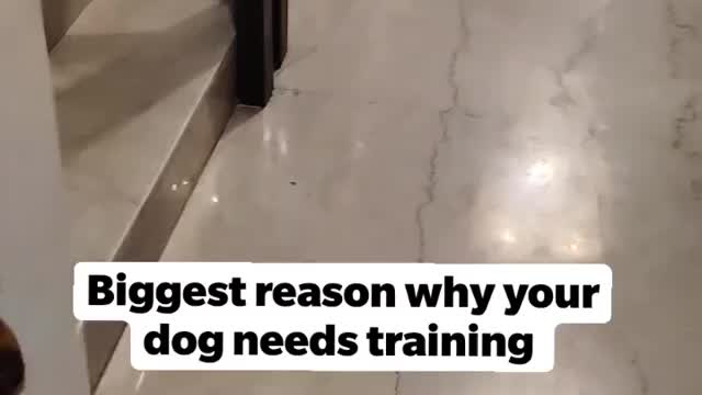 Biggest reason why your dog needs training