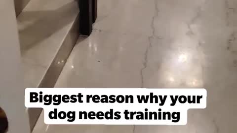 Biggest reason why your dog needs training