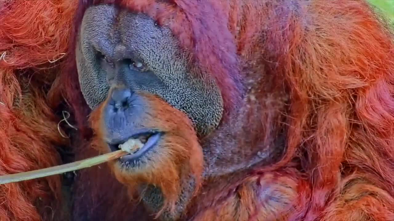 Sumatran Orangutans At The Toronto Zoo