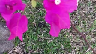 beautiful flower color
