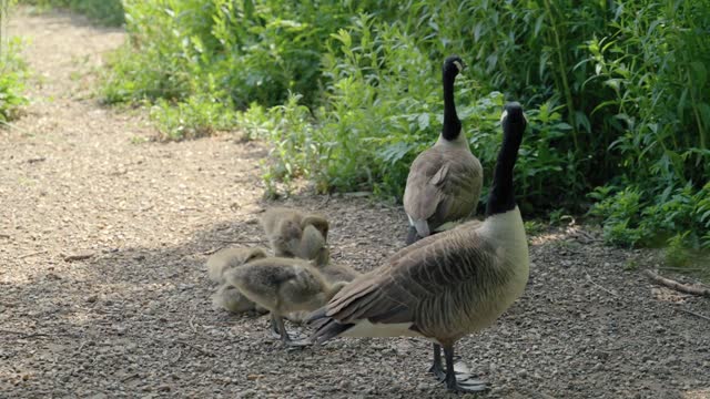 Yuanyang's family