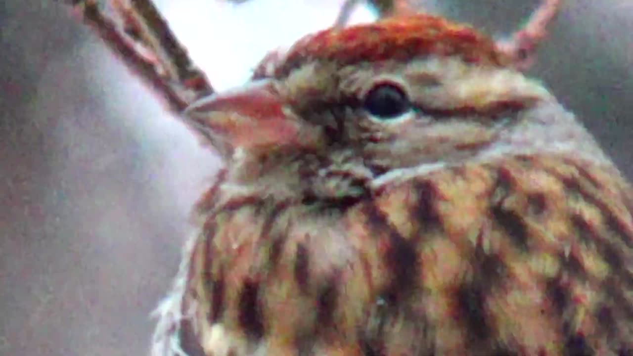 Chirping Sparrow