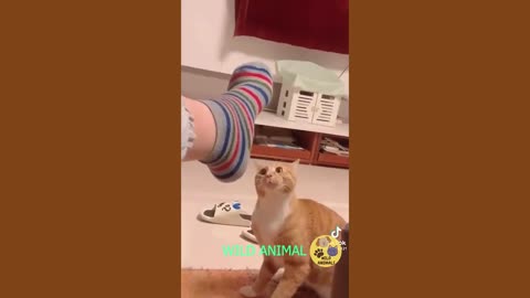 The end 🤣🤣🤣 | funny video | try not to laugh