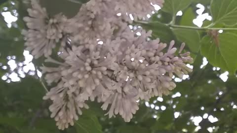 Lilac