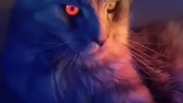 Cute Cats and funny Animals Videos 😂 | Baby Cats | Cute Cats #shorts