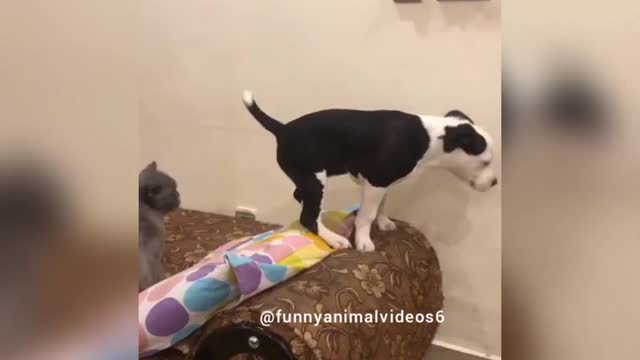 Laila tried to jump from sofa 😂 | Funny Animal Videos 2021