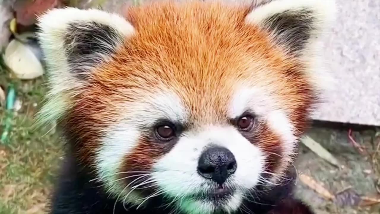 Angry Red Panda with cute face❤️