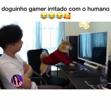 o cachorro fanáticos por the kig of 2002 futebol
