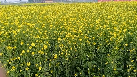 Yellow flowers