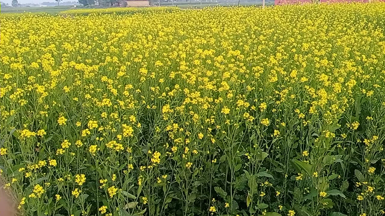 Yellow flowers