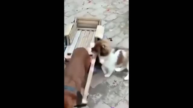 funny video with dog-