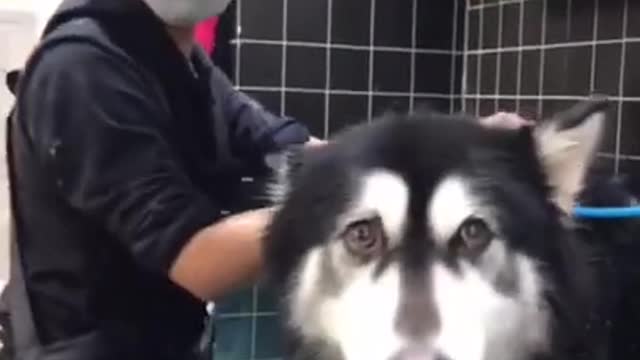 a happy dog by singing Husky