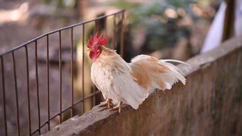 Cute and lonely rooster crowing