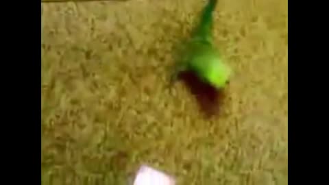 Funny parrot dance