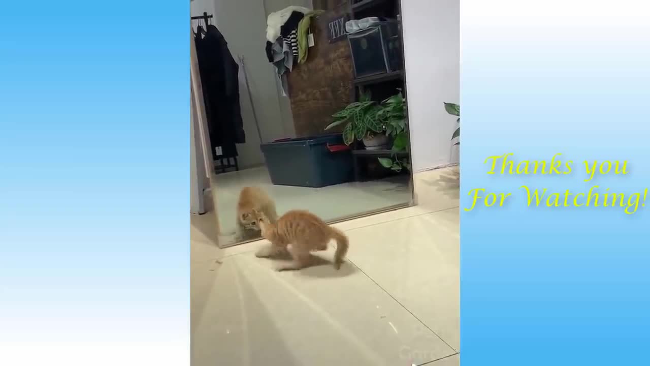 Cute Pets And Funny Animals Compilation awesome