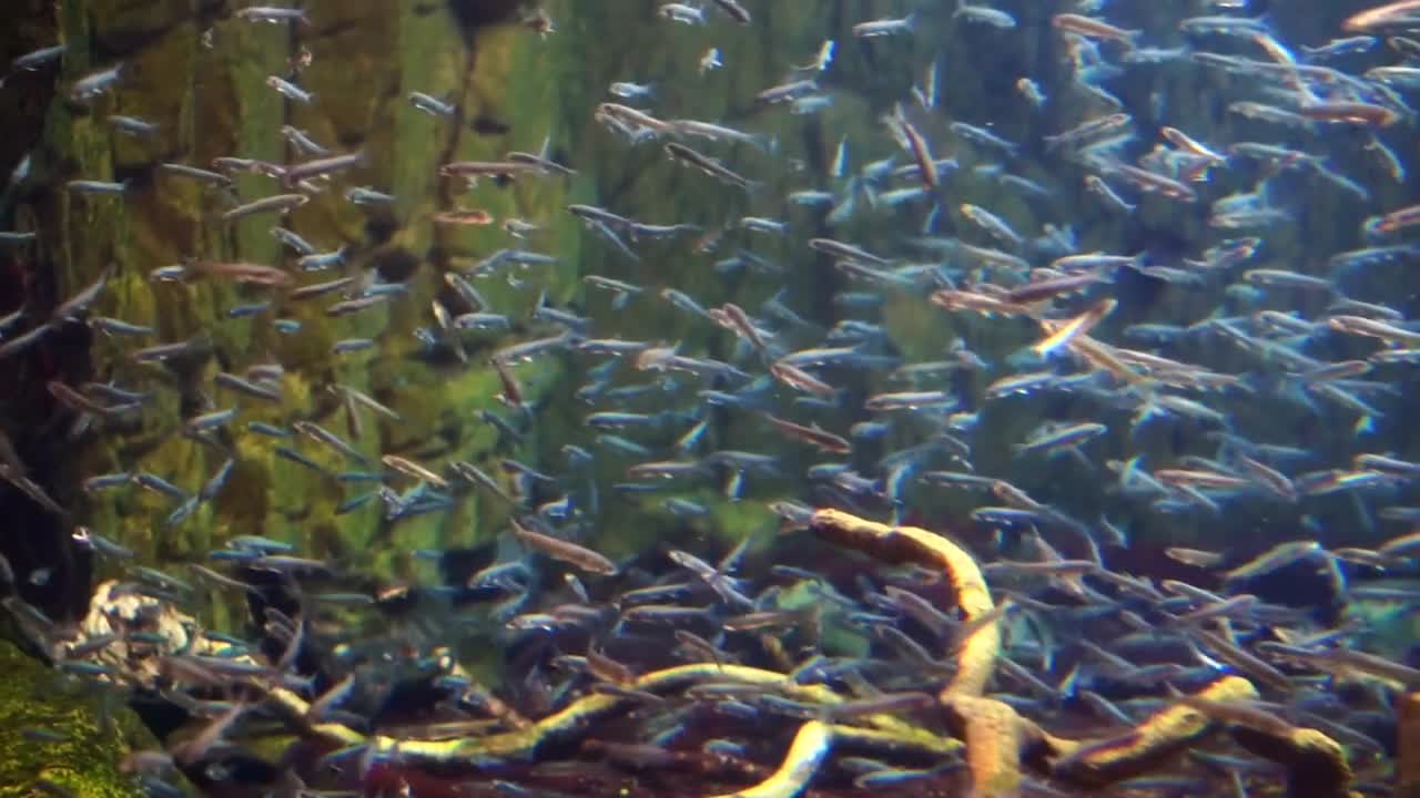 Video of Tropical Coral reef with fishes swimming
