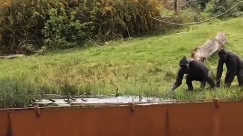 The naughty gorilla