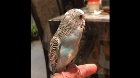 Beautiful budgie very cute 🦜