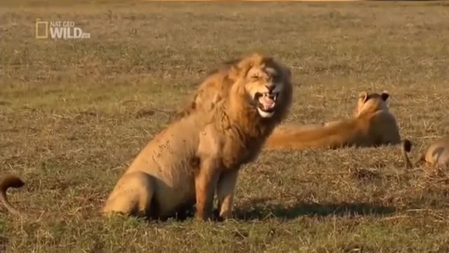 Lion Laughing 🤣 And Lion Wow ll Funny Video