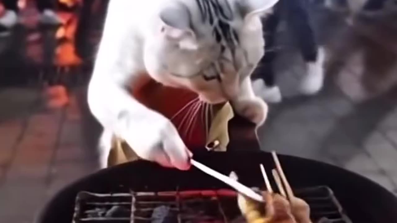 Cute cat is cooking ll cooking cat