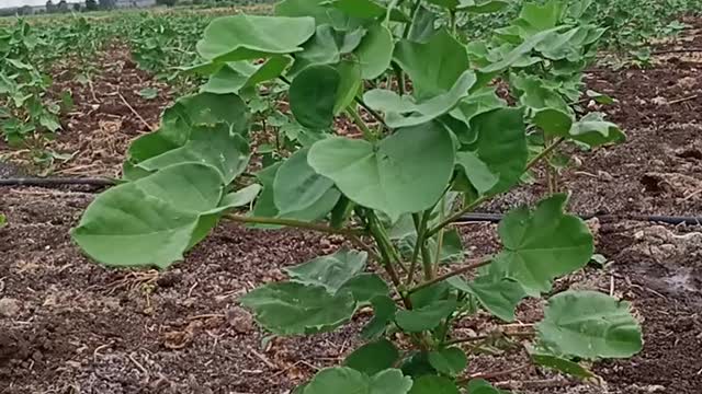 Cotton Plant