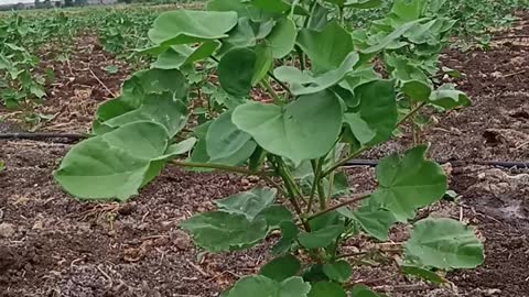 Cotton Plant