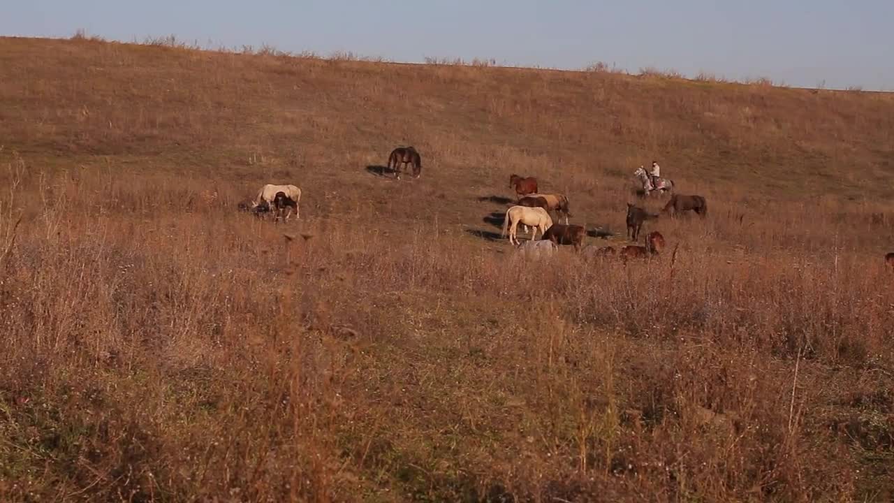 horses grazing on gold field