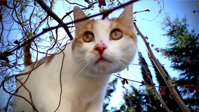 Lovely cat is on Hunting look like dangerous tiger