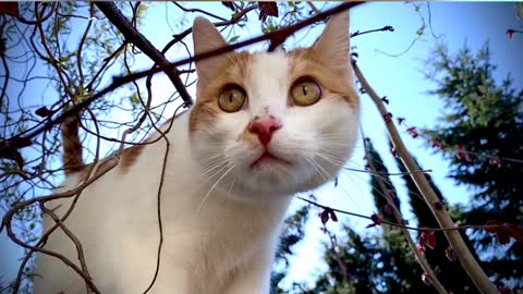 Lovely cat is on Hunting look like dangerous tiger