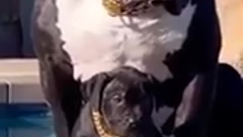 Pitbull black baby
