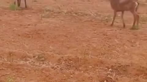 Goat fight 1 vs 2