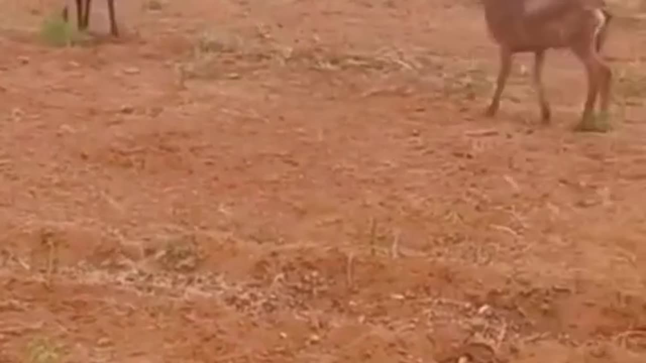 Goat fight 1 vs 2