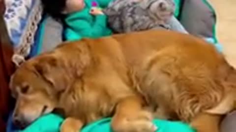 funny video cat and dog 2022