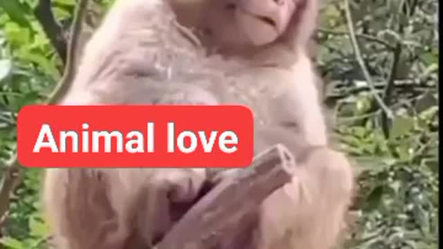 Monkey funny video
