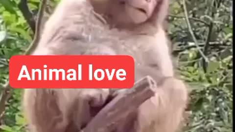 Monkey funny video