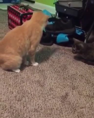 This dog not only sits on the tail, but also with a different style.