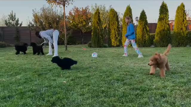 Funny dogs are playing in the garden