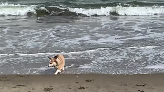 Sand Loving Corgi Disapproves of Waves