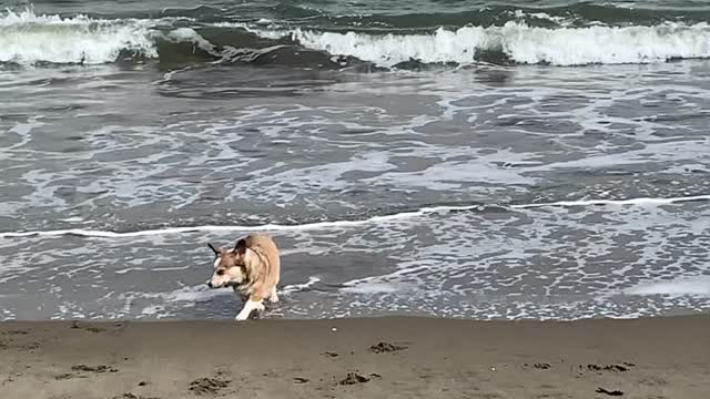 Sand Loving Corgi Disapproves of Waves