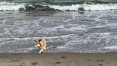 Sand Loving Corgi Disapproves of Waves