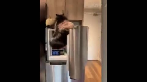 Cat is having trouble