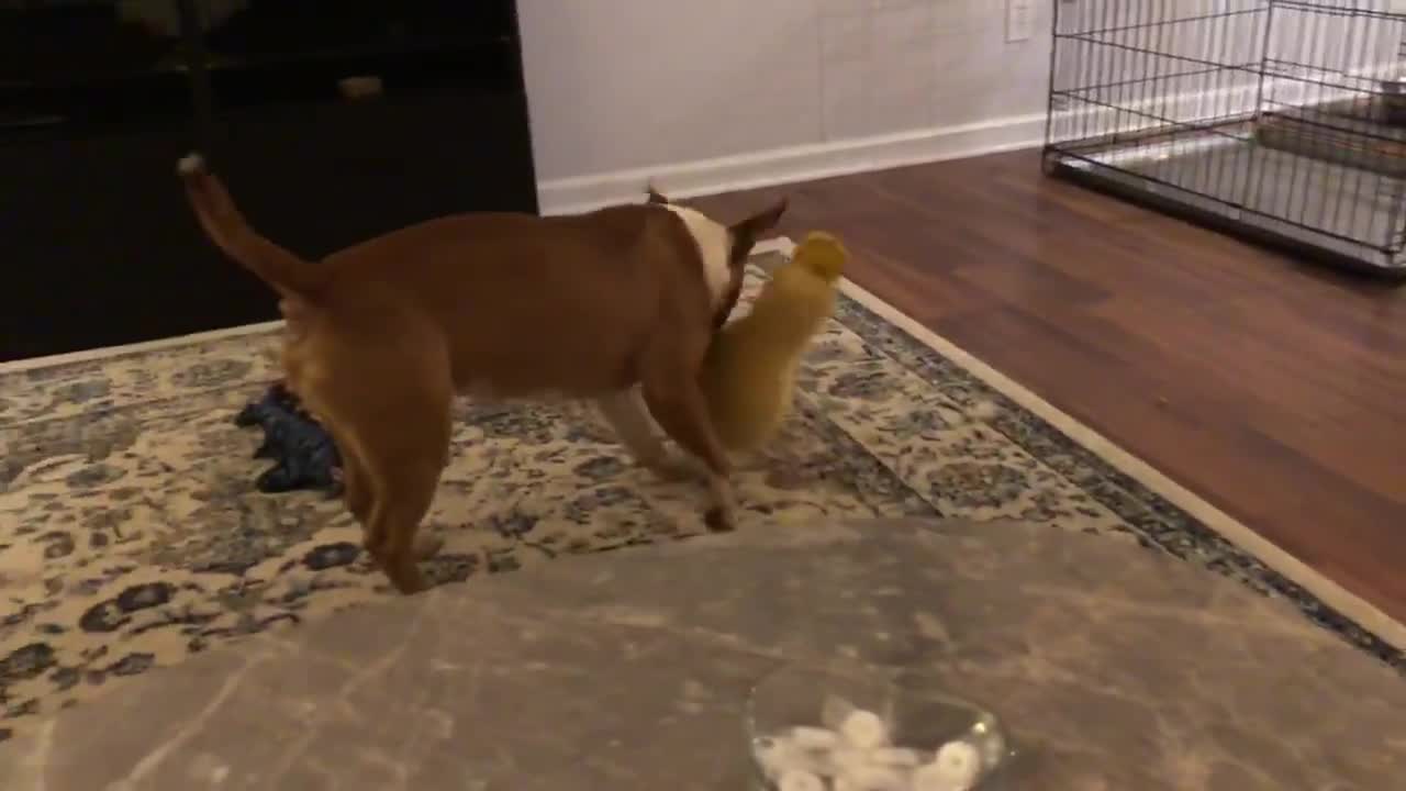 Dog loves to violently shake his toys